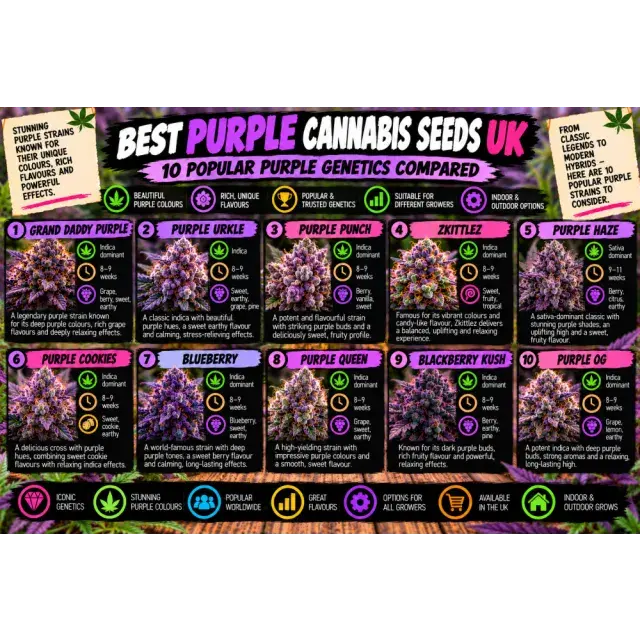 Cannabis Seeds: Best Purple Cannabis Seeds UK: 10 Popular Purple Genetics Compared