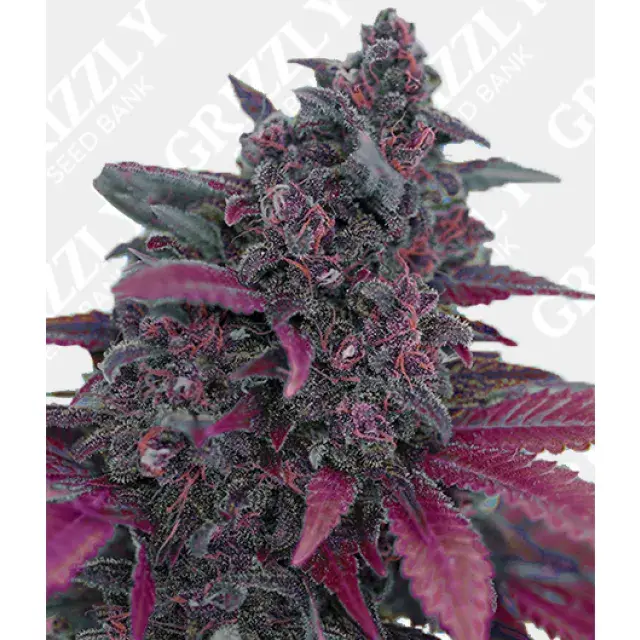 Mastering the Growing Requirements of Dark Devil Cannabis Seeds.