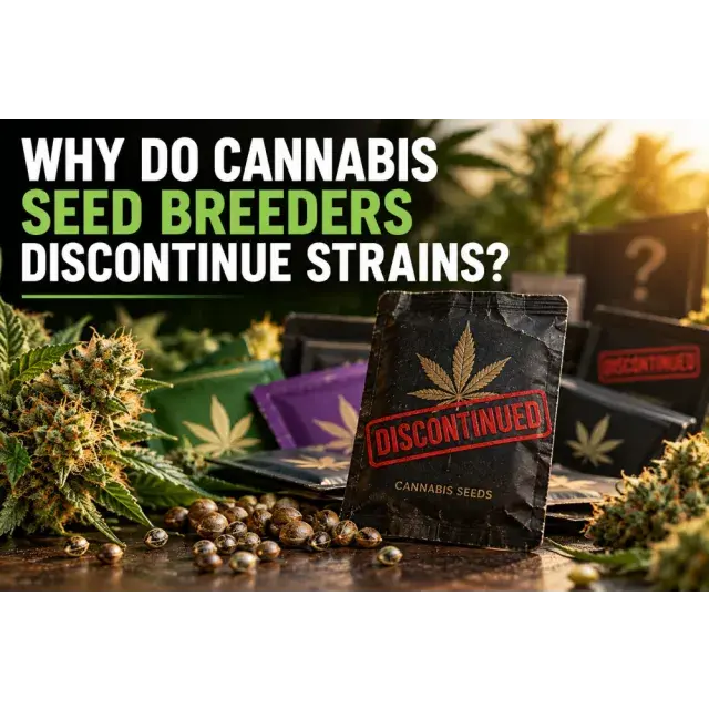 Cannabis Seeds: Why Do Cannabis Seed Breeders Discontinue Strains?