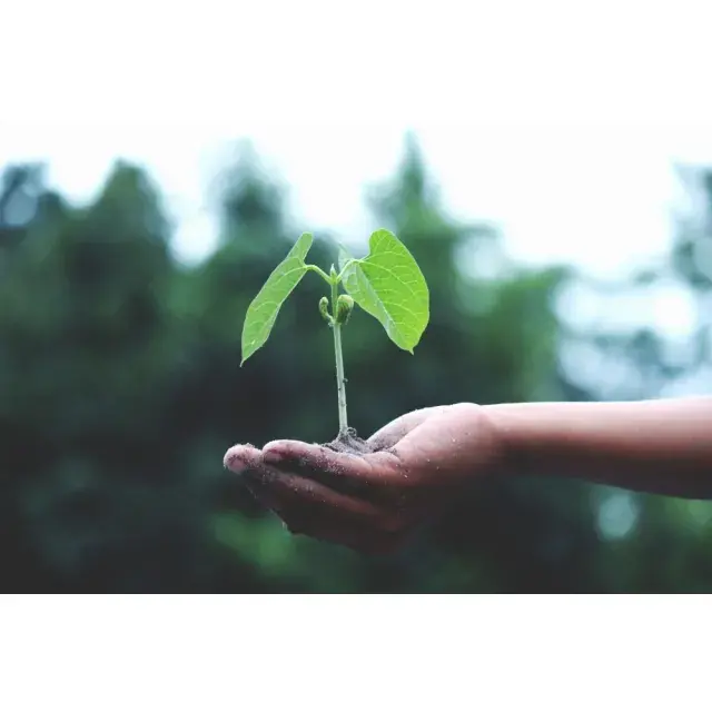 Unbeatable Deals & Promotions at Discount Cannabis Seeds