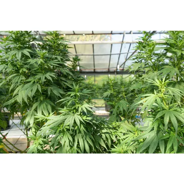 The Potential of Outdoor Cannabis Growing Discount Cannabis Seeds 
