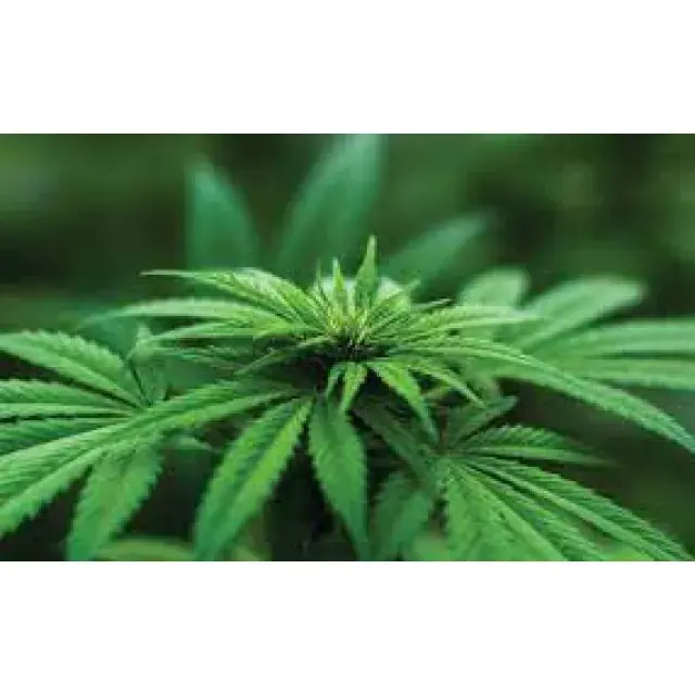 How to Save Money on Home Cultivation Efforts Growing Cannabis Seeds at Discount Cannabis Seeds.