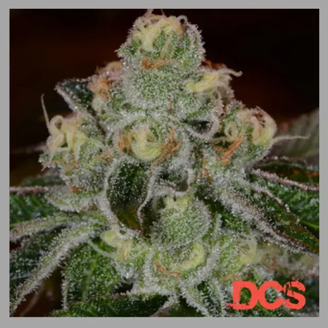 Extraordinary Benefits and Effects of Girl Scout Cookies Cannabis Seeds.