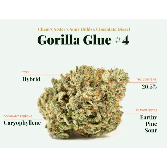  The Secret to Affordable High-Quality Gorilla Glue Cannabis Seeds.