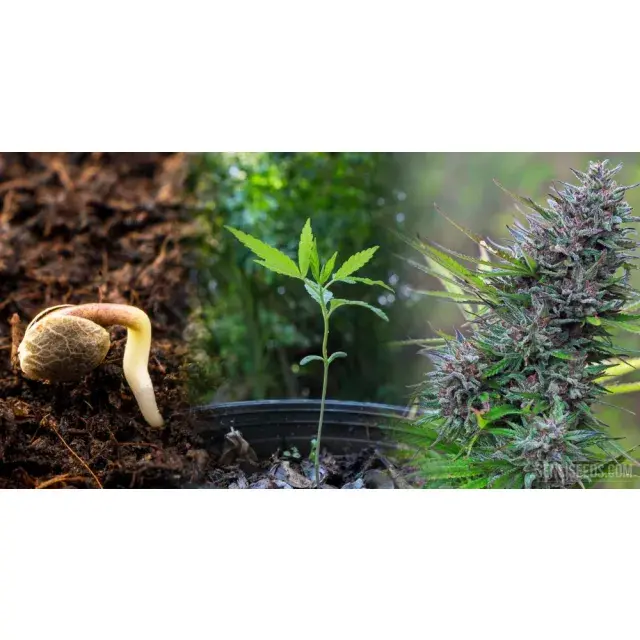 Why Some Cannabis Seeds Are Easier to Grow Than Others.