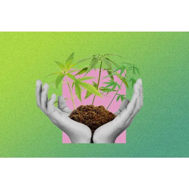 Essential Tips for Selecting Beginner-Friendly Cannabis Seeds Strains.