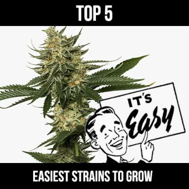 Discover What Makes a Strain "Easy to Grow": Our Top 5 Picks at Discount Cannabis Seeds.