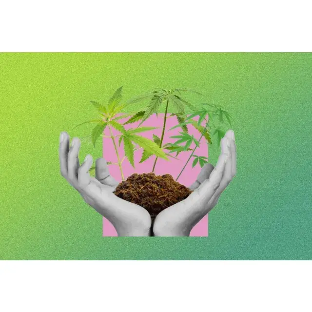 Cannabis Seeds: What “Easy to Grow” Actually Means.