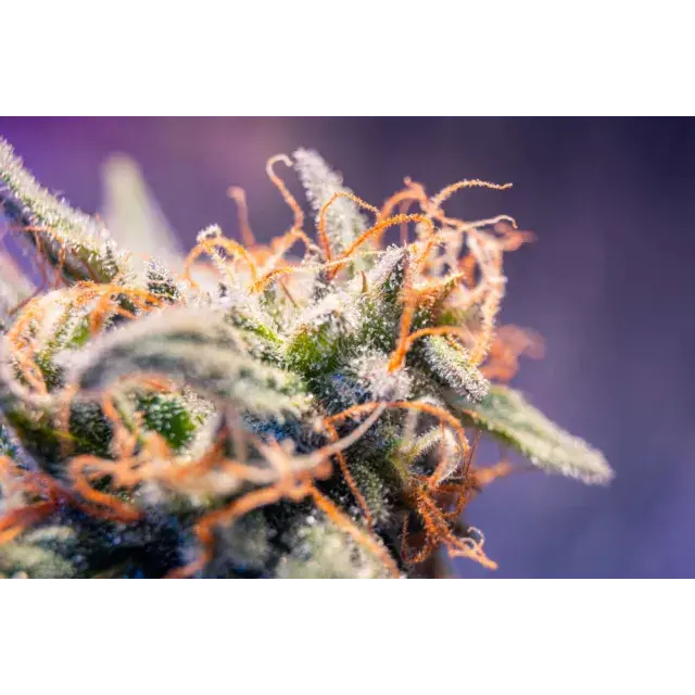 Hochwirksame Cannabissamen-Sorten für erfahrene Grower bei Discount Cannabis Seeds.