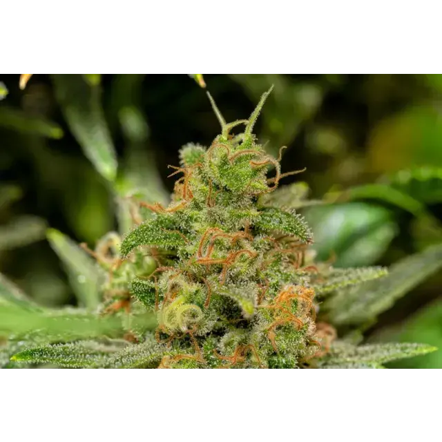 Cannabis Seeds: Reviews On White Widow Cannabis Strain.