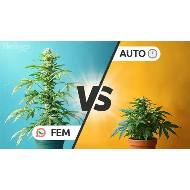 Cannabis Seeds: Auto flower vs Feminized vs Regular Seeds?