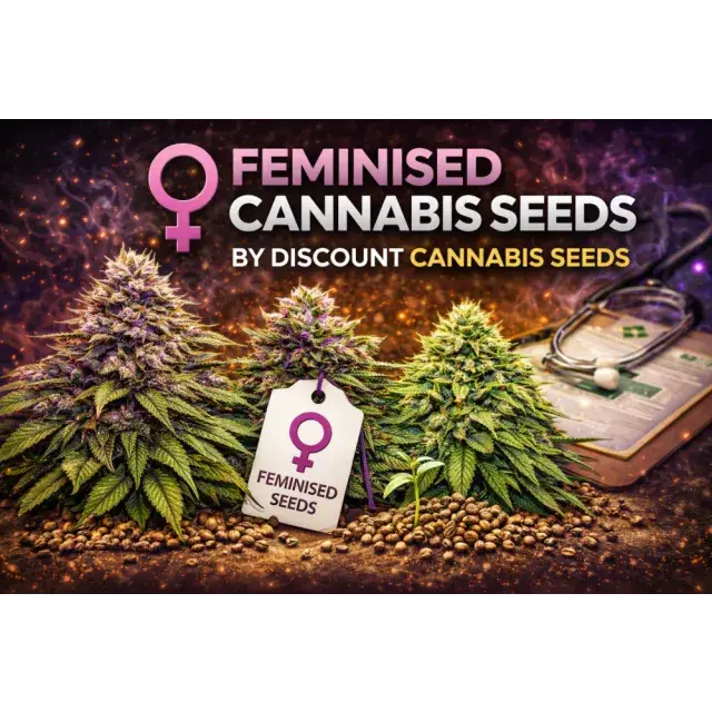Cannabis Seeds: The Best Feminised Cannabis Seeds In The UK.