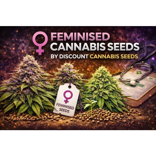 Cannabis Seeds: Why Buy Feminised Cannabis Seeds?