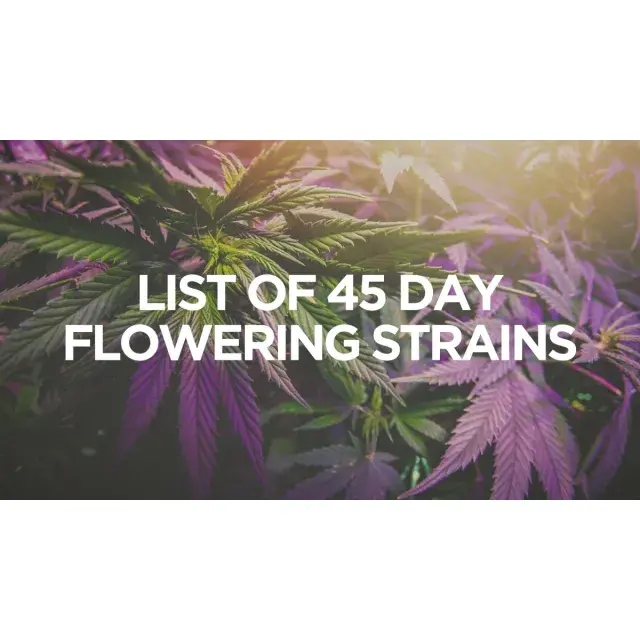 Fast Flowering Cannabis Seeds Strains at Discount Cannabis Seeds
