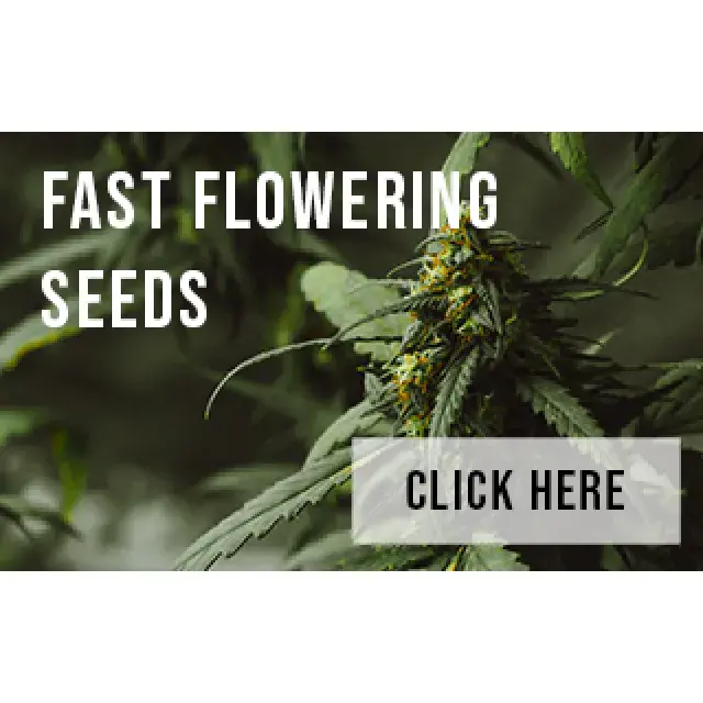 Your Summer Garden with Fast Flowering Cannabis Seeds.