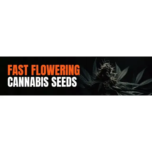  Discover the Benefits of Fast Flowering Cannabis Seeds.