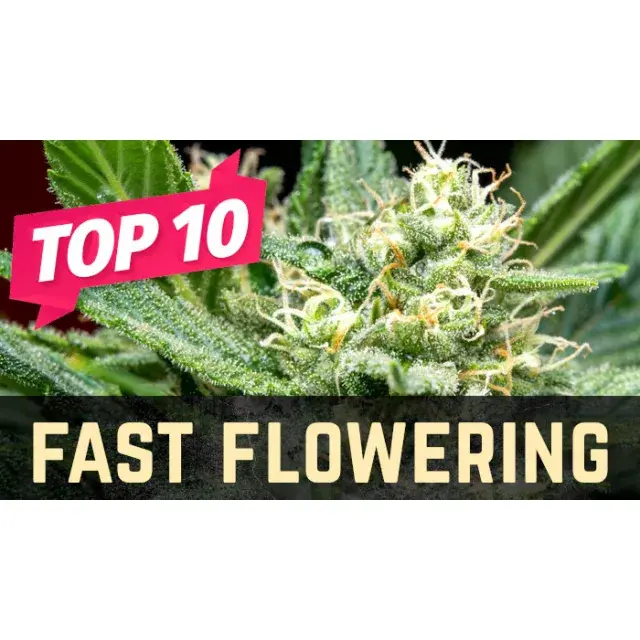 The Power of Speed: The Top Fast Flowering Cannabis Seeds.