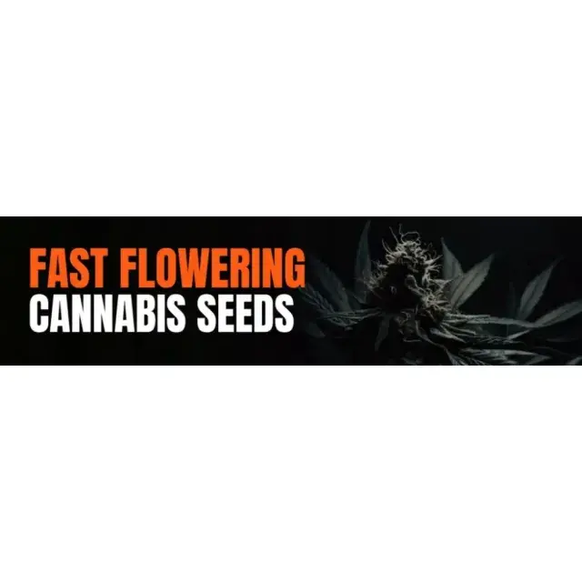Fast Flowering Cannabis Seeds for Cold Climates (UK & Worldwide)