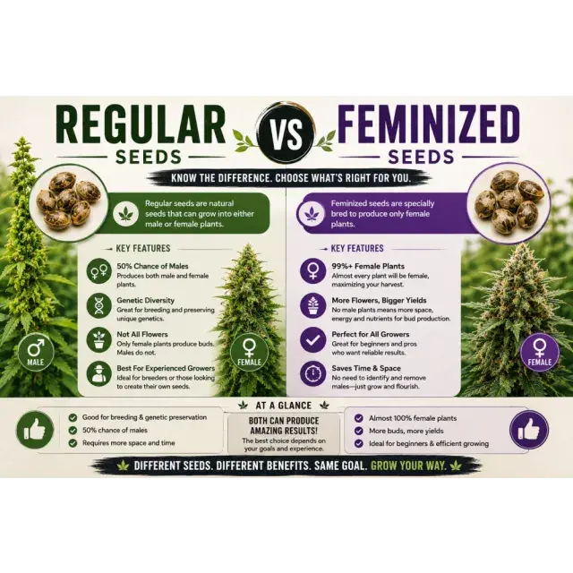 Regular vs Feminized Cannabis Seeds: Which Should You Choose?