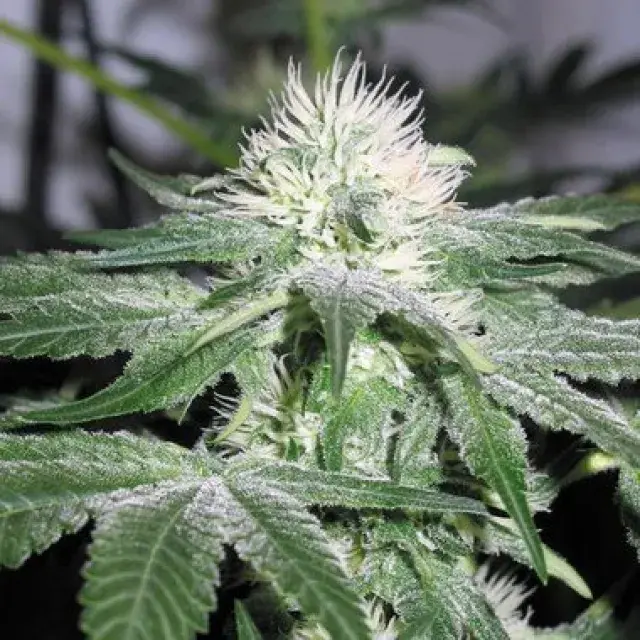  Cannabis Seeds ICE Feminised By Female Seeds Review.