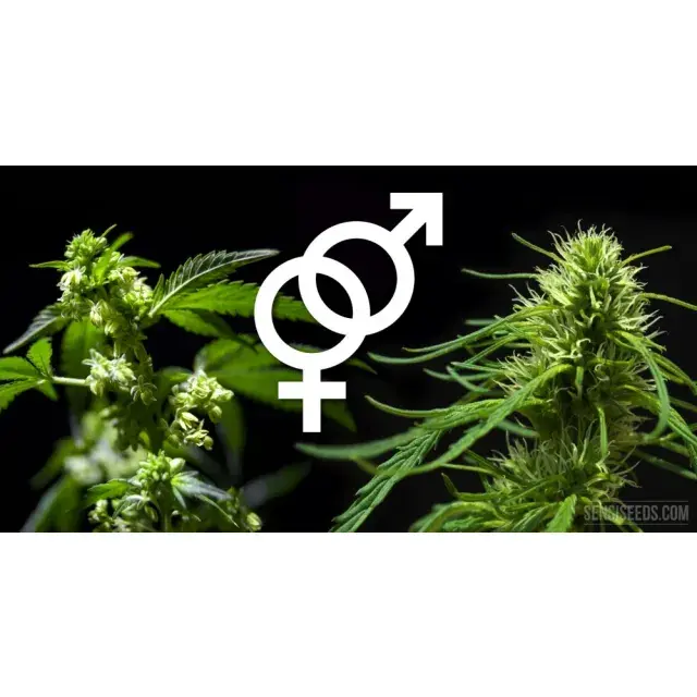 Cannabis Seeds in the UK: Legalities, Varieties, and Where to Buy Safely.
