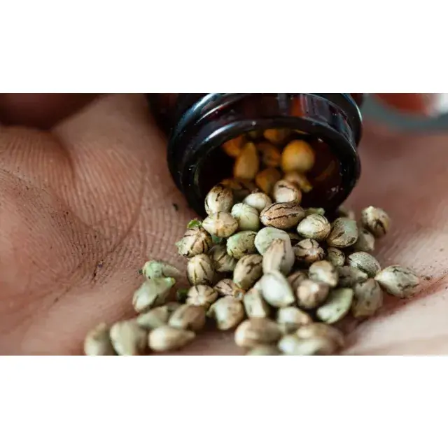  Discover Why Discount Cannabis Seeds is Your Go-To Source for Feminised Cannabis Seeds.