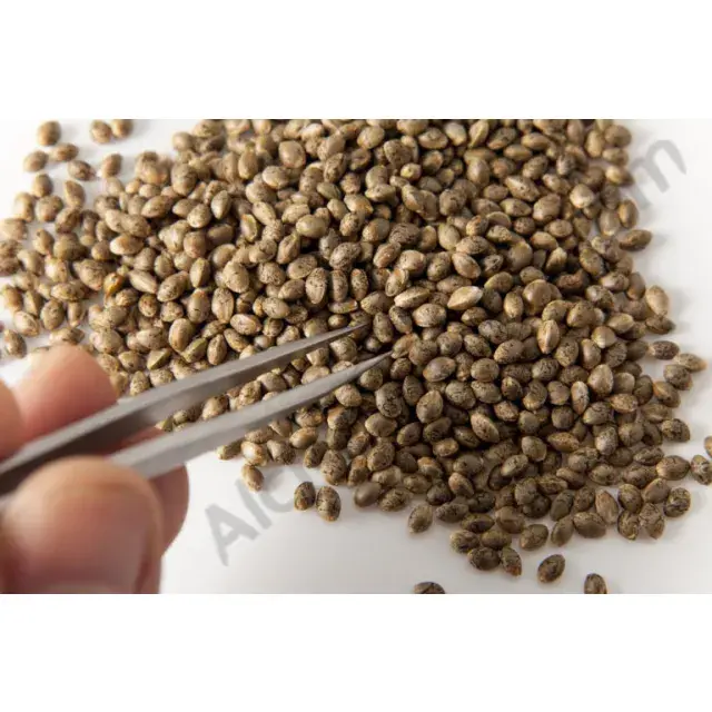 Feminised Cannabis Seeds: Growing Tips, and Top Strains for Growers.