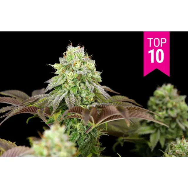 Unlocking Success: Top 5 Affordable Feminized Strains for New Growers at Discount Cannabis Seeds.