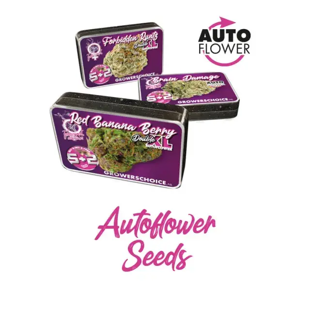 Elevate Your Cannabis Seeds Cultivation with Growers Choice Seeds
