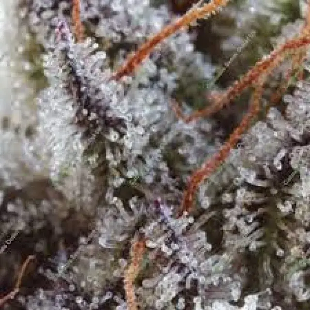 Discount Cannabis Seeds - The Frostiest Cannabis Seeds Strains.