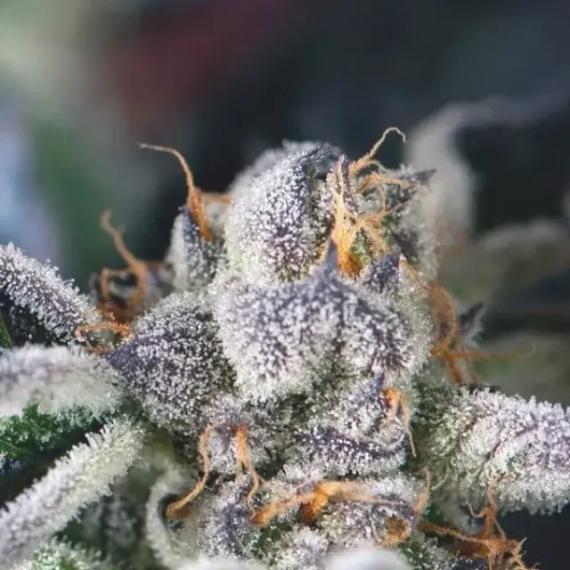 Discover the Top 10 Frostiest Weed Strains from Discount Cannabis Seeds.