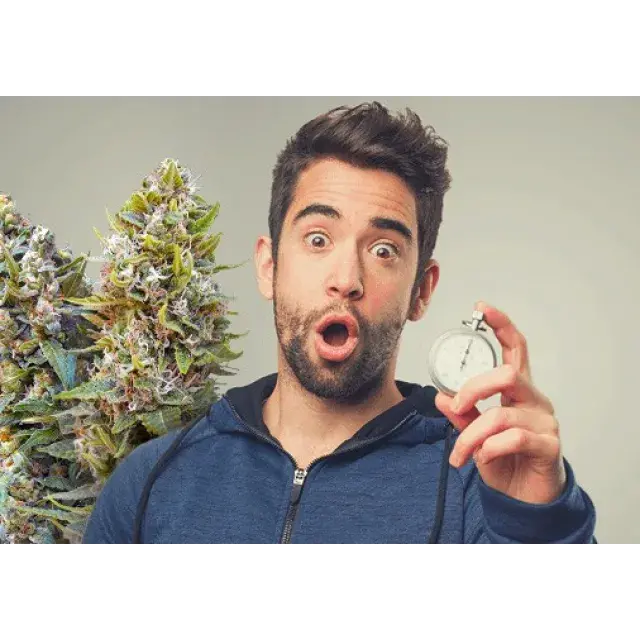 No Time To Waste: Discover Quick-Growing Sativa Cannabis Seeds at Discount Cannabis Seeds.