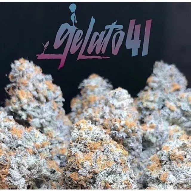 Einzigartigkeit: Was zeichnet Gelato 41-Cannabissamen aus?