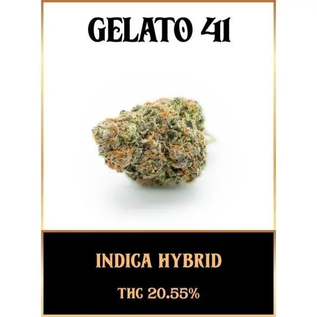 Entdecken Sie die unglaublichen Vorteile des Kaufs von Gelato 41-Cannabissamen.
