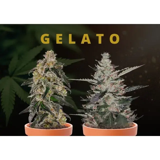 Expert Advice: Tips for Selecting the Perfect Gelato Cannabis Seeds.
