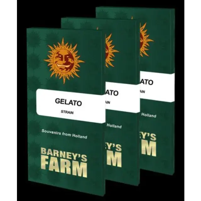 Gelato Cannabis Seeds: Effects and Expert Growing Tips from Discount Cannabis Seeds.