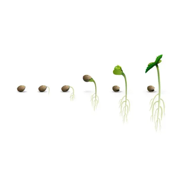 Top Tips for Maximising Cannabis Seeds Germination Rates in 2025.
