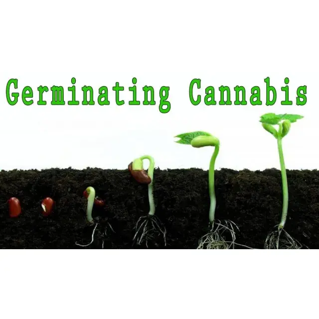 Don't Let These Germination Mistakes Ruin Your Cannabis Seeds.