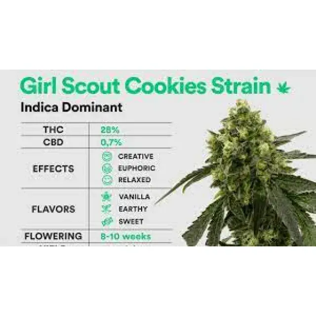 Cannabis Seeds: The Perfect Combination of Girl Scout Cookies.