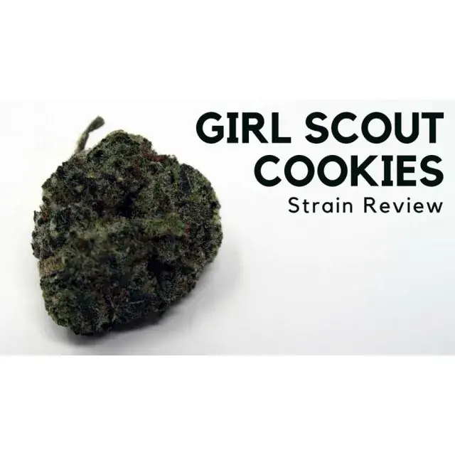 Unlock the Sweet Secrets: Girl Scout Cookies Cannabis Seeds.