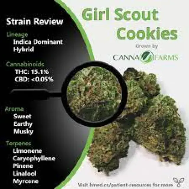 Girl Scout Cookies Cannabis Seeds: The Complete Guide.