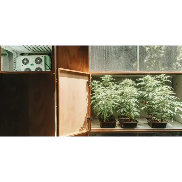 Micro Grow Cannabis Seeds UK Cupboard & Small Space Growing.