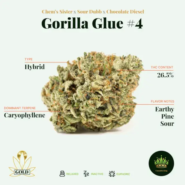 The Ultimate Gorilla Cannabis Seeds Strains Review.