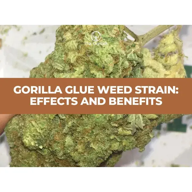 Gorilla Zkittles 50 Bulk Cannabis Seeds at £60 - Exclusive Offer.