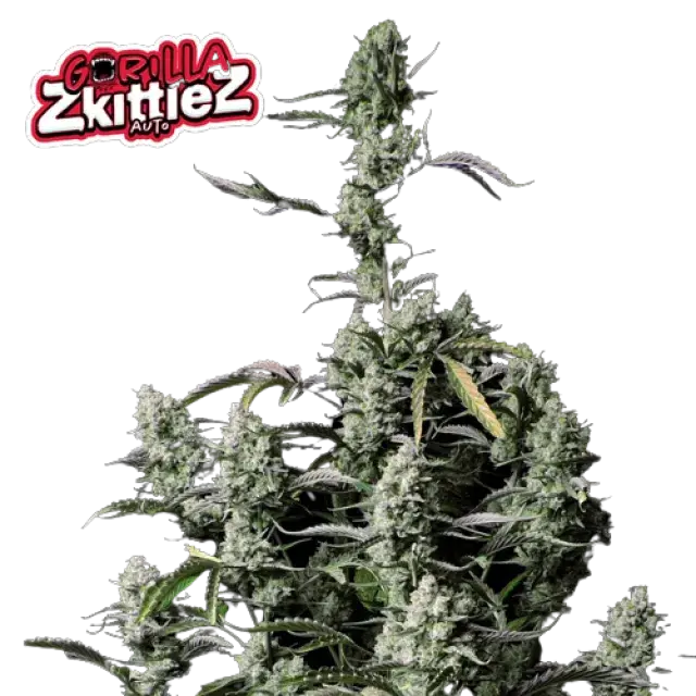 Experience the Sensational Effects of Gorilla Zkittlez Cannabis Seeds