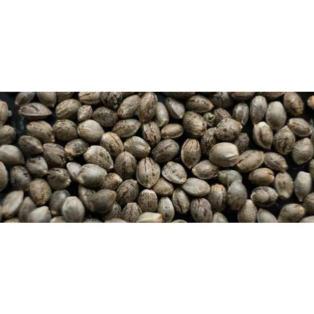Grow Your Own with Our Top Picks for Budget Cannabis Seeds.