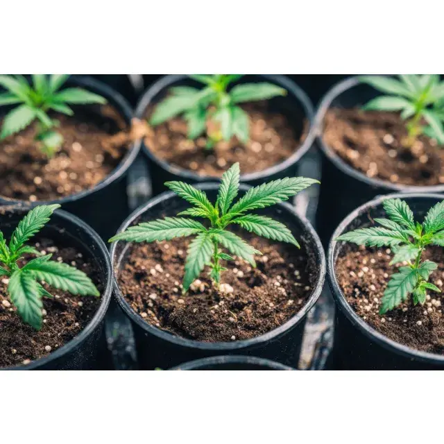 The Best Cannabis Seeds for Greenhouse Growing.