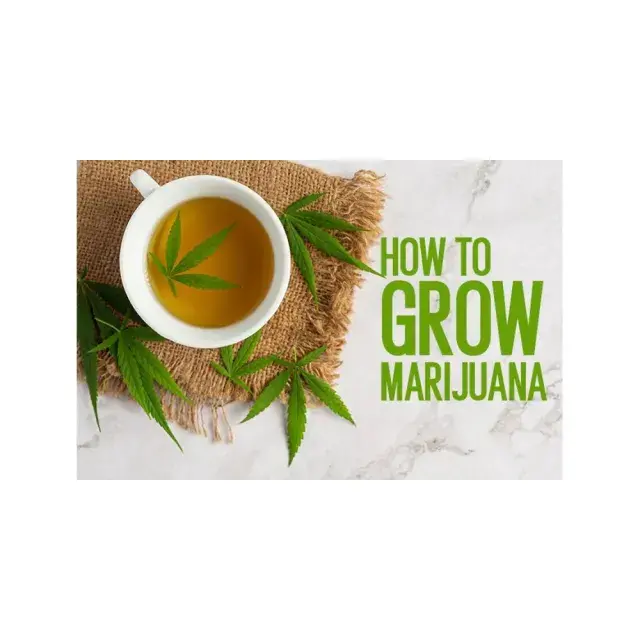 Cannabis Seeds Grower Skill Levels – Beginner to Expert Explained.