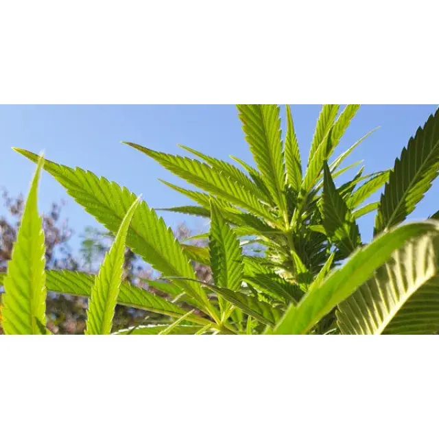 Outdoor Cannabis Seeds Growing Calendar (UK & Worldwide).