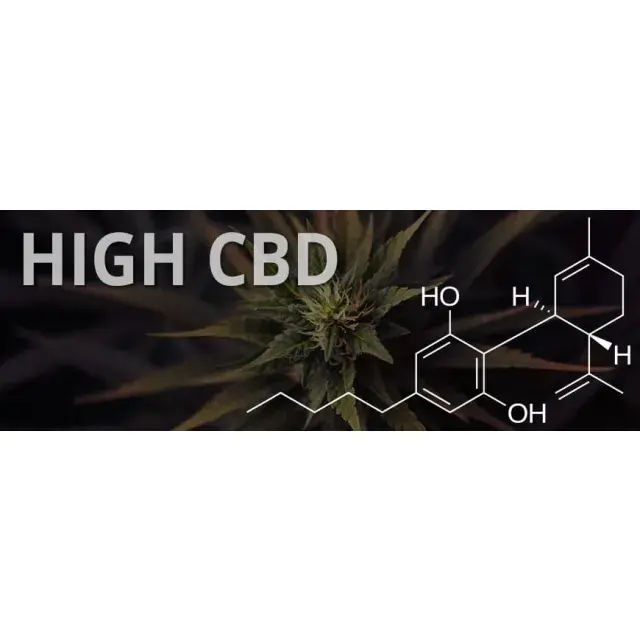 Cannabis Seeds - Six of the Best CBD Medical Cannabis Strains.